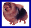 Click here for more detailed Pomeranian breed information and available puppies, studs dogs, clubs and forums
